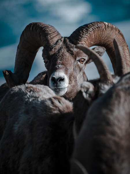 Sheep Eyes by Reagos Photos