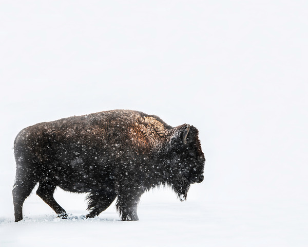 Snowy Travels by Reagos Photos