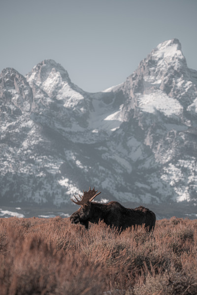 Teton Moose by Reagos Photos