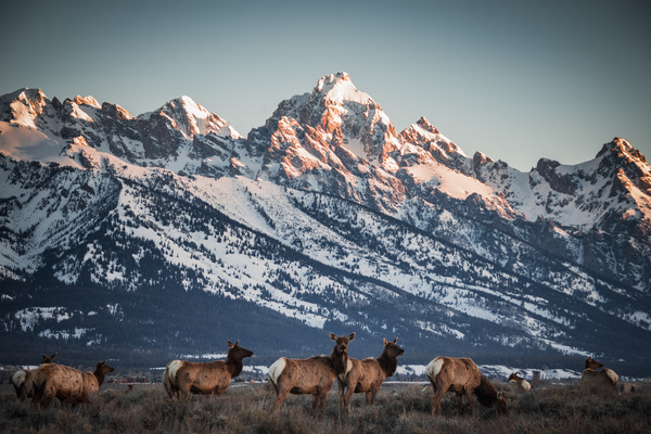 Teton Postcard by Reagos Photos