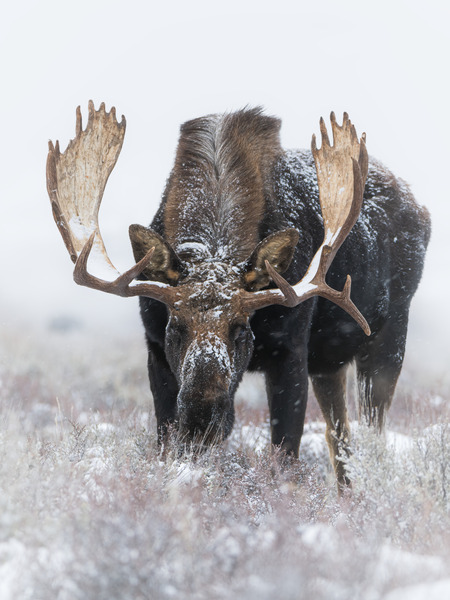 Wintertime Moose by Reagos Photos