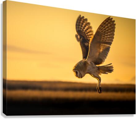 Barn Owl Canvas Print