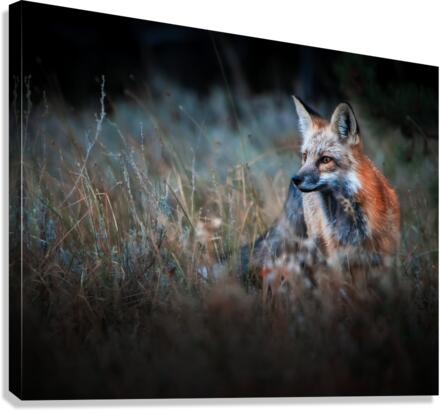 Foxy Canvas Print