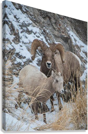 Curious Sheep Canvas Print