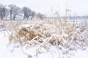  WINTER SCENE