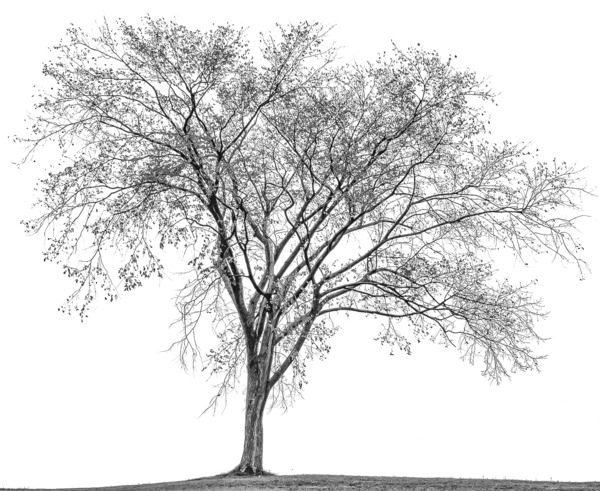  PROMISE TO SPRING Print