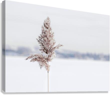 STANDING TALL Canvas Print