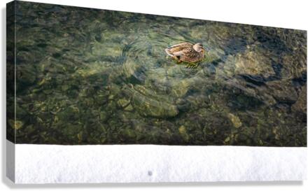 FRESH SHOW Canvas Print