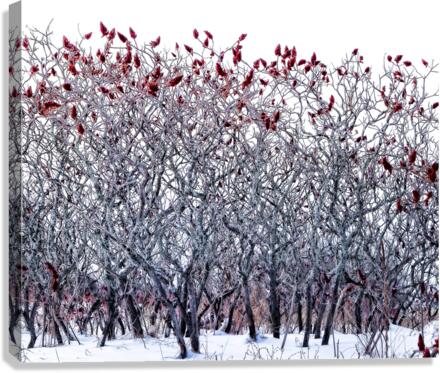 WINTER SUMACS Canvas Print