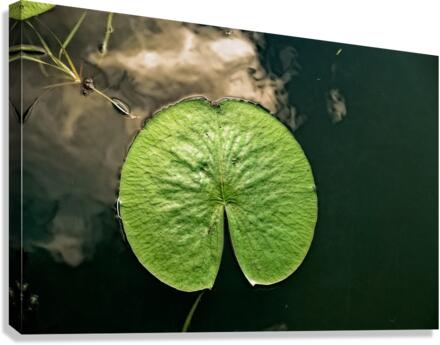 LILY PAD Canvas Print