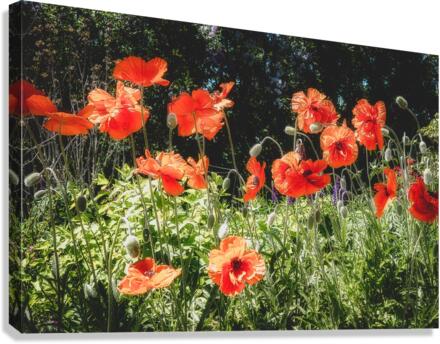 POPPIES Canvas Print