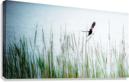 BLACKBIRD Canvas Print