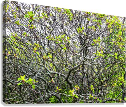 SUMACS Canvas Print