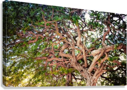 TANGLED Canvas Print