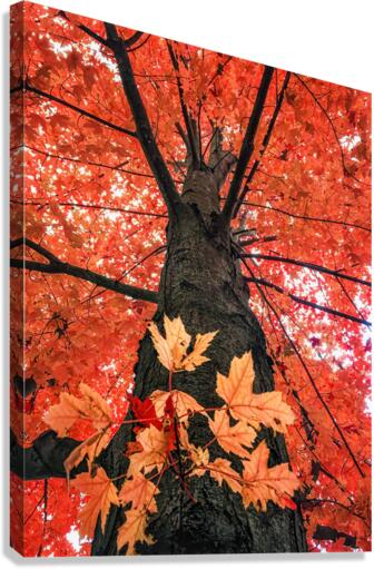 RED MAPLE Canvas Print