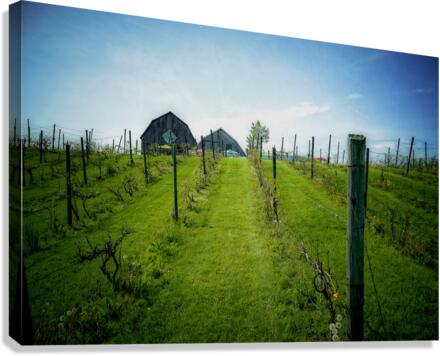 VINEYARD Canvas Print