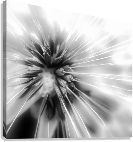 DANDELION Canvas Print