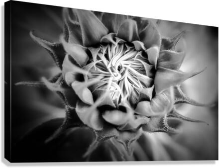 SUNFLOWER Canvas Print