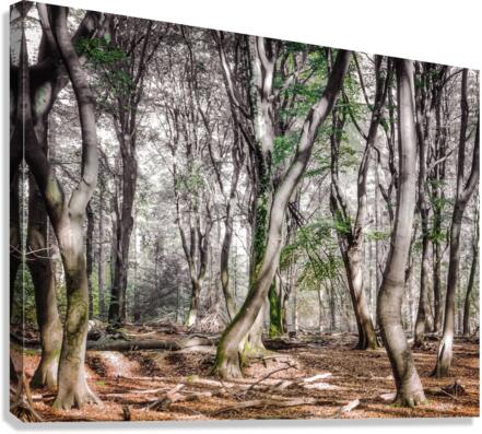 DANCING TREES I Canvas Print
