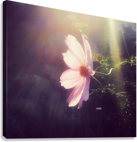 COSMO Canvas Print