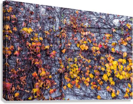 VINES & LIMESTONE Canvas Print