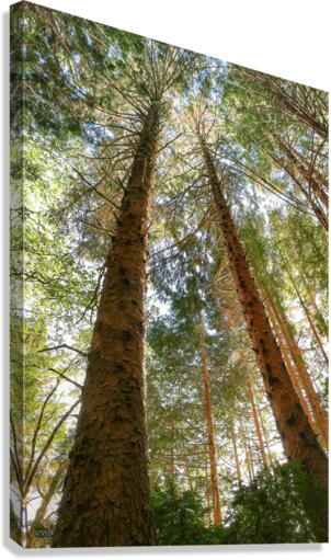 LOOKING UP Canvas Print