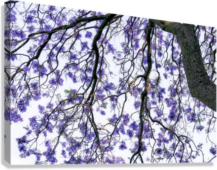JACARANDA TREE Canvas Print