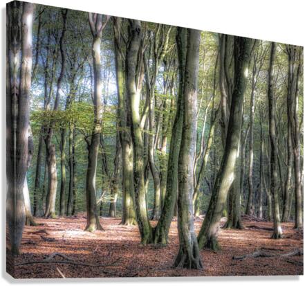 DANCING TREES II Canvas Print