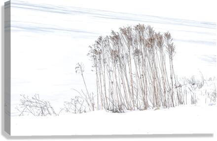 WINTER GRASS Canvas Print