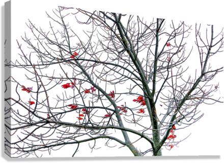 HANGING ON Canvas Print