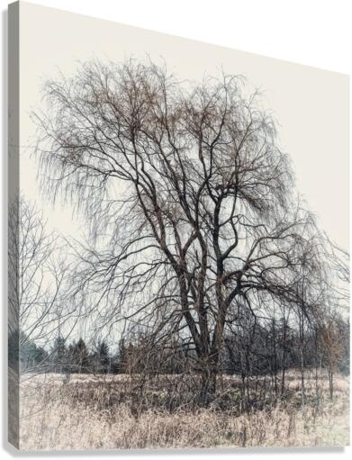 LONE TREE Canvas Print