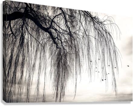WEEPING WILLOW Canvas Print