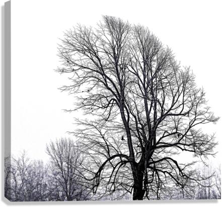 NAKED TREE Canvas Print