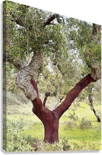 CORK OAK Canvas Print