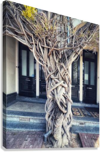 WISTERIA TREE Canvas Print