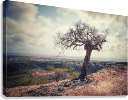 VISTA Canvas Print