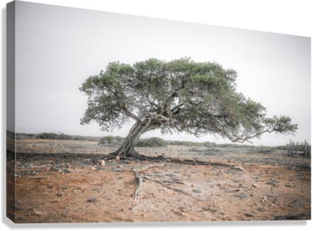 DIVI DIVI TREE Canvas Print