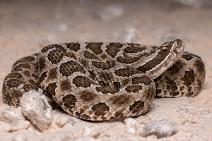 Western Massasauga Rattlesnake Portrait 3