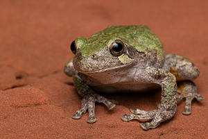 Gray Treefrog Complex Portrait 2