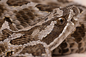 Western Massasauga Rattlesnake Portrait 1