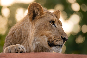 Young Male Lion Portrait