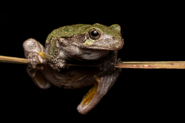 Gray Treefrog Complex Portrait 1 by Jarron B Peters