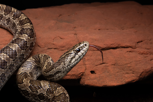 Prairie Kingsnake Portrait 1 by Jarron B Peters