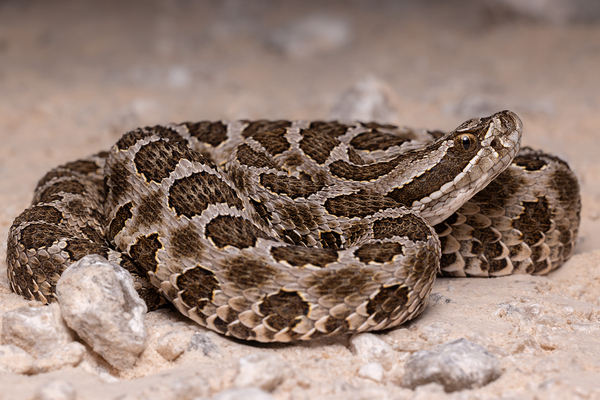 Western Massasauga Rattlesnake Portrait 3 by Jarron B Peters