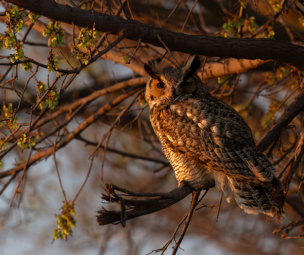 Great Horned Owl Portrait 1 by Jarron B Peters