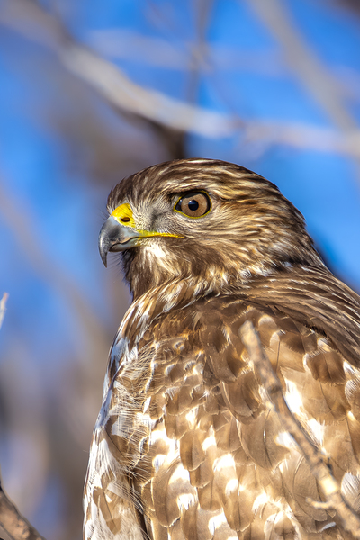 Immature Red Shouldered Hawk Portrait 3 by Jarron B Peters