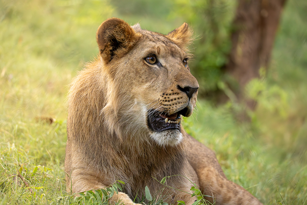 Young Male Lion Portrait by Jarron B Peters