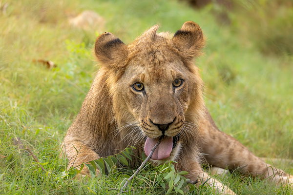 Young Male Lion Portrait by Jarron B Peters