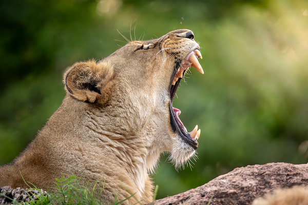Young Male Lion Portrait by Jarron B Peters