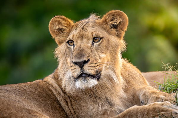 Young Male Lion Portrait by Jarron B Peters